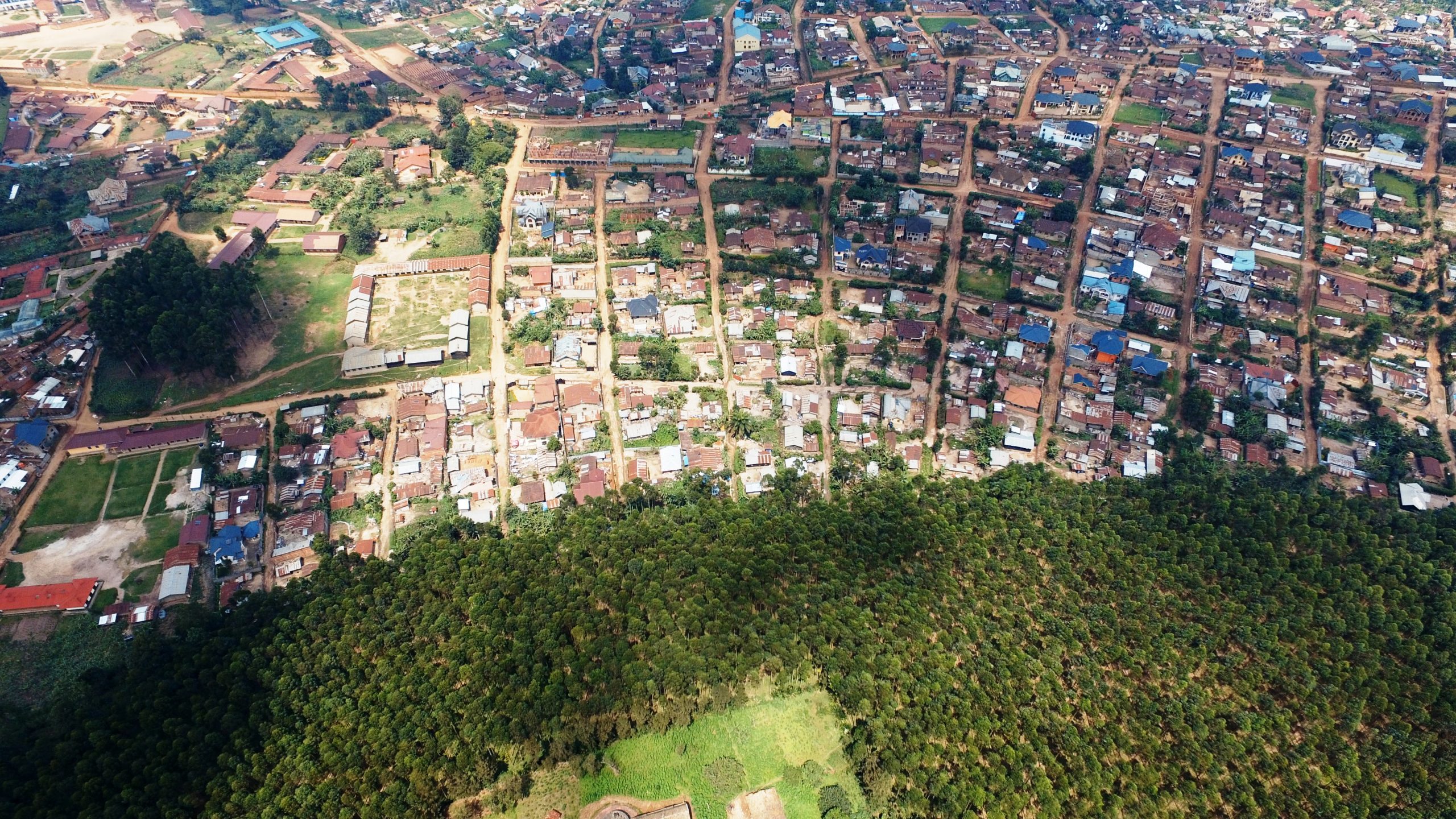 RDC-Bois : l’eucalyptus, une alternative pour la préservation des forêts au Kivu ?