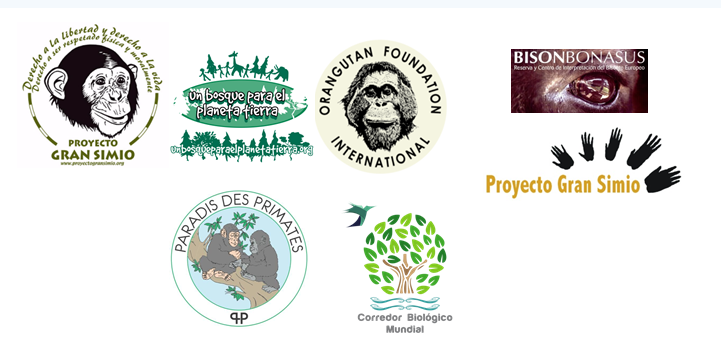 Bassin du congo : Une zone de 700 000 hectares  de forêt communautaire vient d’être déclarée comme le corridor Kilomètre Zéro pour les chimpanzés (Communiqué ONG)