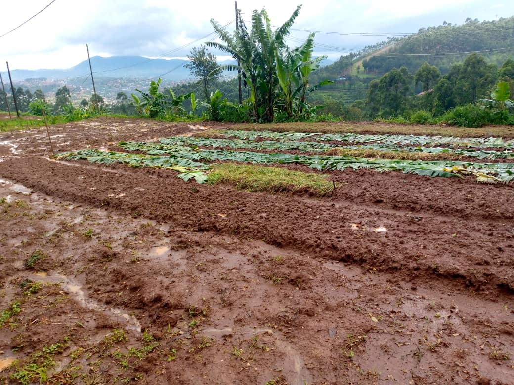Butembo : les agriculteurs perplexes face à la perturbation des pluies pendant les campagnes de semi